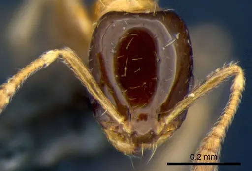 Monomorium floricola specimen CSIRONC0180 image csironc0180_2