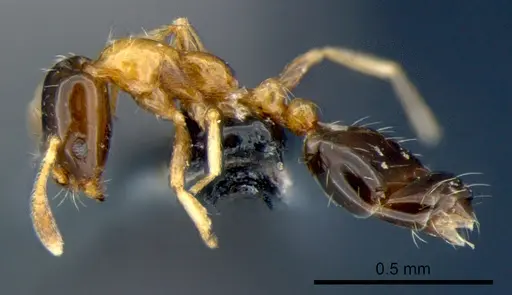 Monomorium floricola specimen CSIRONC0180 image csironc0180_3