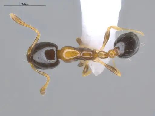 Monomorium floricola specimen ECOFOG-BUG-0295-03 image ecofog-bug-0295-03_1