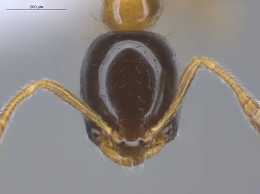 Monomorium floricola specimen ECOFOG-BUG-0295-03 image ecofog-bug-0295-03_2