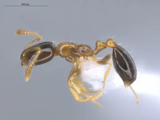 Monomorium floricola specimen ECOFOG-BUG-0295-03 image ecofog-bug-0295-03_3