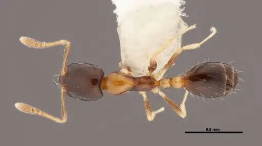 Monomorium floricola specimen FMNHINS0000062865 image fmnhins0000062865_1