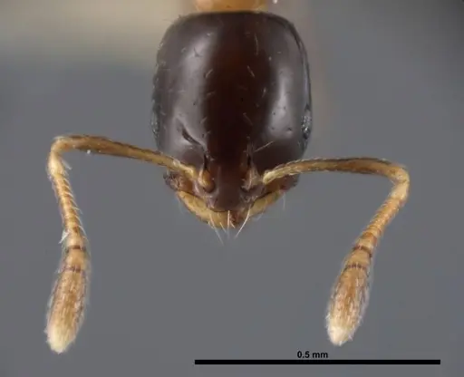 Monomorium floricola specimen FMNHINS0000062865 image fmnhins0000062865_2
