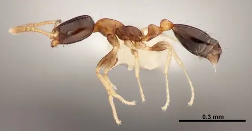 Monomorium floricola specimen FMNHINS0000062865 image fmnhins0000062865_3