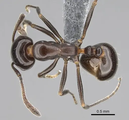 Monomorium fridae specimen CASENT0780390 image casent0780390_1