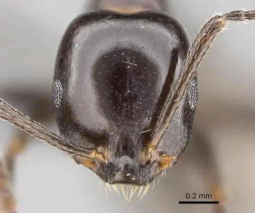 Monomorium fridae specimen CASENT0780390 image casent0780390_2