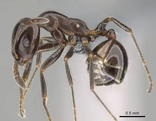 Monomorium fridae specimen CASENT0780390 image casent0780390_3