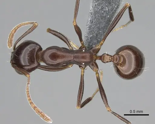 Monomorium fridae specimen CASENT0787968 image casent0787968_1