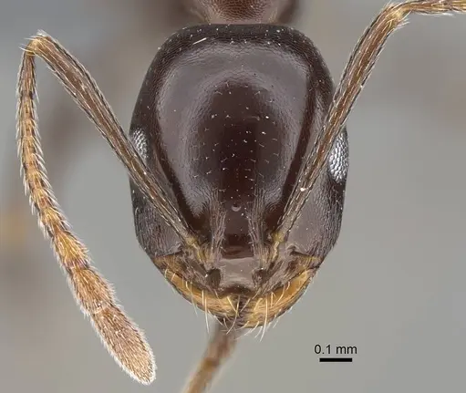 Monomorium fridae specimen CASENT0787968 image casent0787968_2