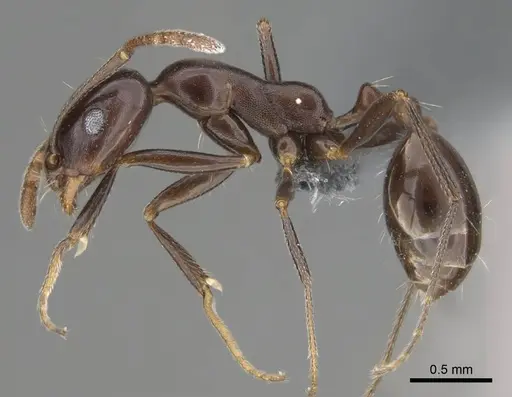 Monomorium fridae specimen CASENT0787968 image casent0787968_3