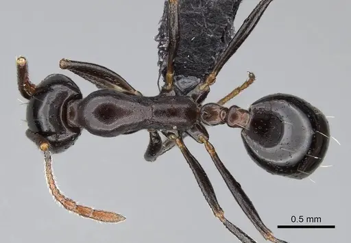 Monomorium fridae specimen CASENT0822238 image casent0822238_1