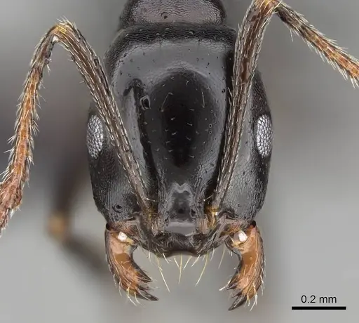 Monomorium fridae specimen CASENT0822238 image casent0822238_2