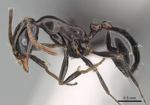Monomorium fridae specimen CASENT0822238 image casent0822238_3