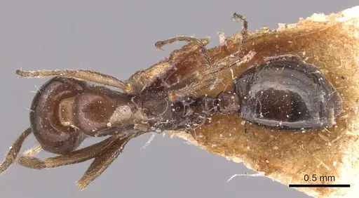 Monomorium fridae specimen CASENT0904605 image casent0904605_1