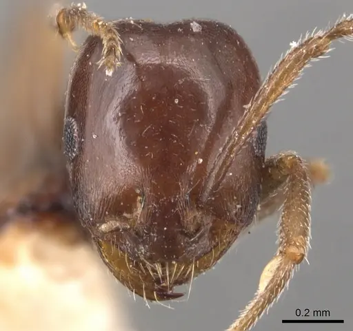 Monomorium fridae specimen CASENT0904605 image casent0904605_2