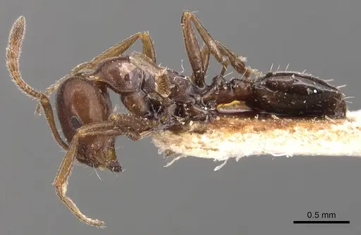 Monomorium fridae specimen CASENT0904605 image casent0904605_3