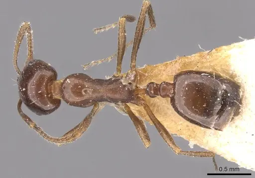 Monomorium fridae specimen CASENT0908732 image casent0908732_1