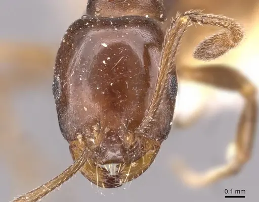 Monomorium fridae specimen CASENT0908732 image casent0908732_2