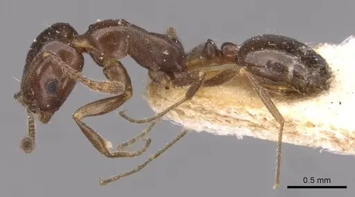 Monomorium fridae specimen CASENT0908732 image casent0908732_3