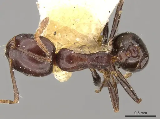 Monomorium fridae specimen CASENT0914162 image casent0914162_1