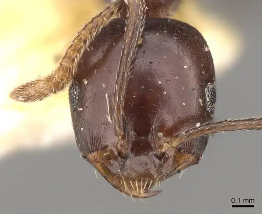 Monomorium fridae specimen CASENT0914162 image casent0914162_2