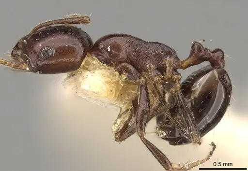 Monomorium fridae specimen CASENT0914162 image casent0914162_3