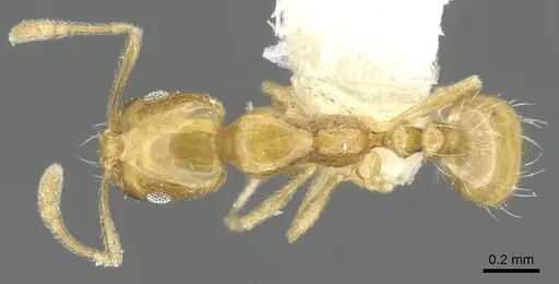 Monomorium fugelanum specimen CASENT0902250 image casent0902250_1