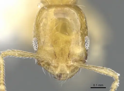 Monomorium fugelanum specimen CASENT0902250 image casent0902250_2