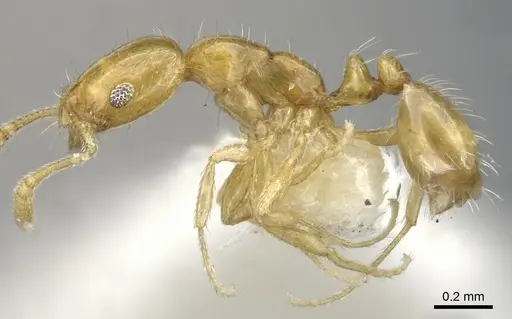 Monomorium fugelanum specimen CASENT0902250 image casent0902250_3