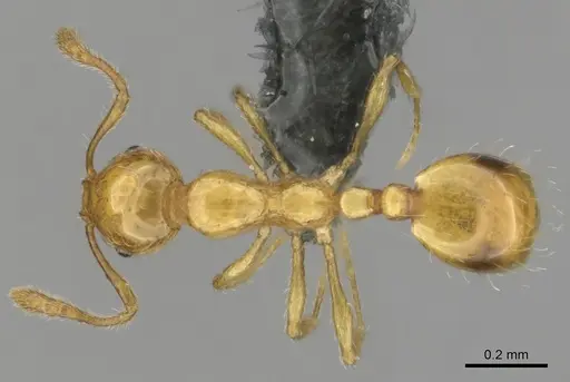 Monomorium gabrielense specimen CASENT0815669 image casent0815669_1
