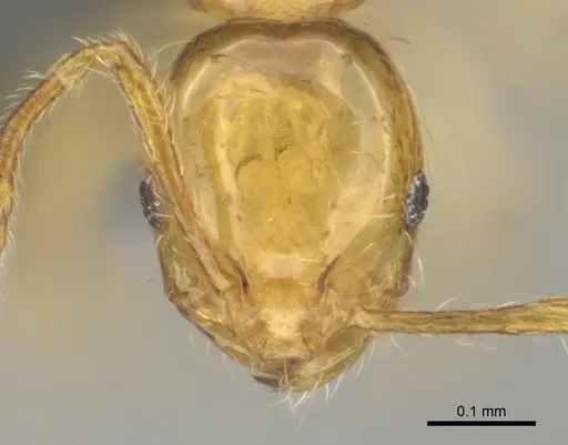 Monomorium gabrielense specimen CASENT0815669 image casent0815669_2