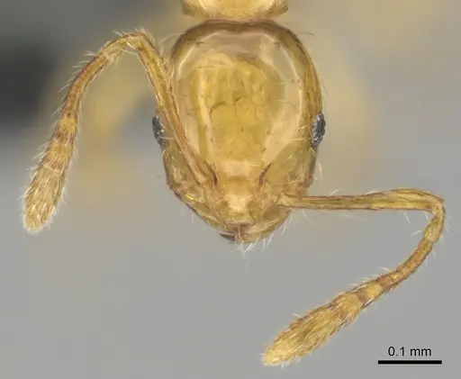 Monomorium gabrielense specimen CASENT0815669 image casent0815669_3