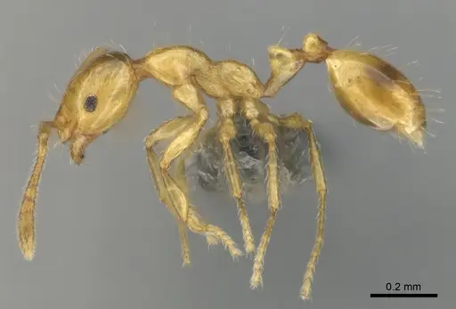 Monomorium gabrielense specimen CASENT0815669 image casent0815669_4