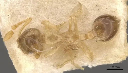 Monomorium gabrielense specimen CASENT0908715 image casent0908715_1