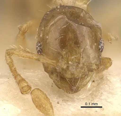 Monomorium gabrielense specimen CASENT0908715 image casent0908715_2