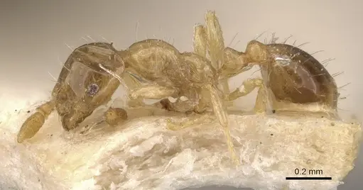 Monomorium gabrielense specimen CASENT0908715 image casent0908715_3