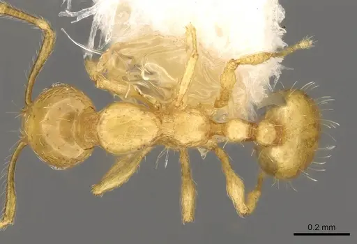 Monomorium gabrielense specimen CASENT0914331 image casent0914331_1