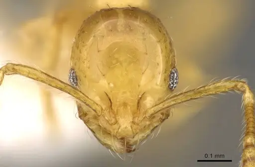 Monomorium gabrielense specimen CASENT0914331 image casent0914331_2