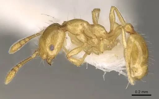 Monomorium gabrielense specimen CASENT0914331 image casent0914331_3