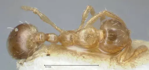 Monomorium gabrielense specimen FOCOL1700 image focol1700_1