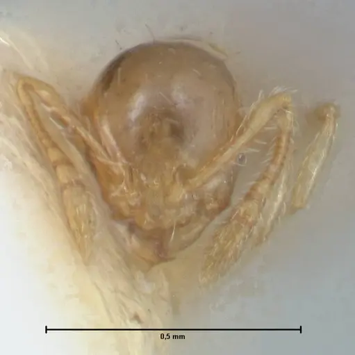 Monomorium gabrielense specimen FOCOL1700 image focol1700_2