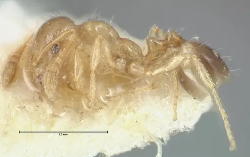 Monomorium gabrielense specimen FOCOL1700 image focol1700_3