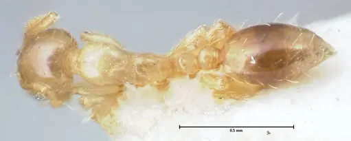 Monomorium gabrielense specimen FOCOL1701 image focol1701_1