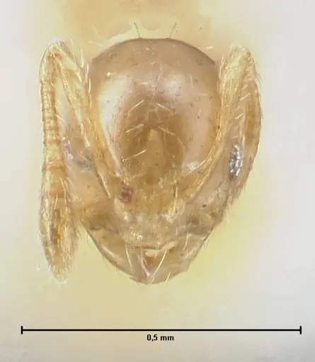 Monomorium gabrielense specimen FOCOL1701 image focol1701_2