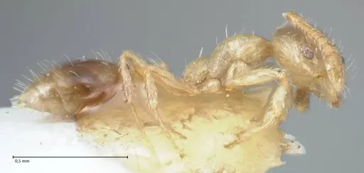 Monomorium gabrielense specimen FOCOL1701 image focol1701_3
