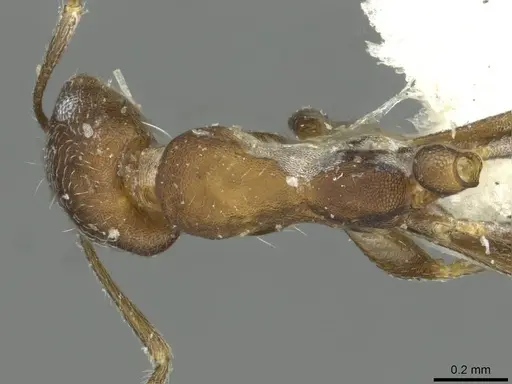 Monomorium gallagheri specimen CASENT0913582 image casent0913582_1
