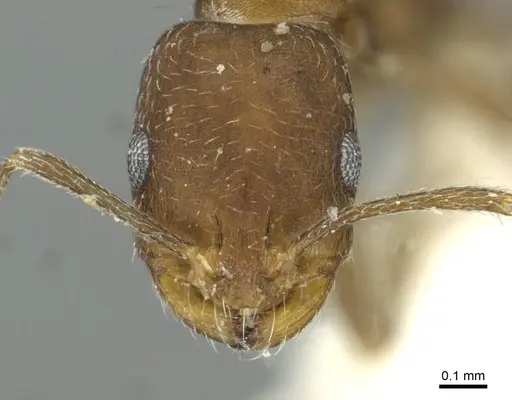 Monomorium gallagheri specimen CASENT0913582 image casent0913582_2