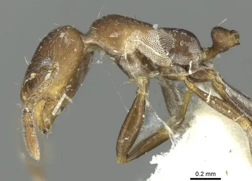 Monomorium gallagheri specimen CASENT0913582 image casent0913582_3
