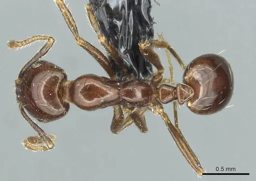 Monomorium grassei specimen CASENT0913764 image casent0913764_1