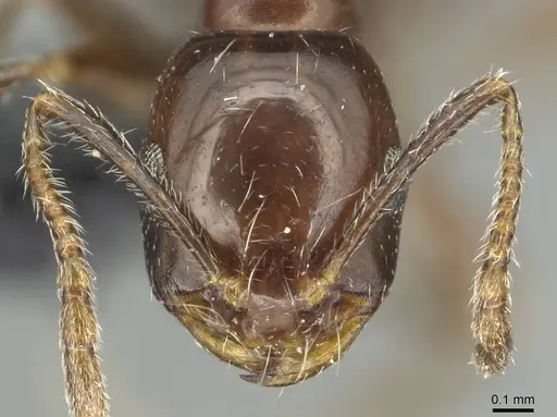 Monomorium grassei specimen CASENT0913764 image casent0913764_2
